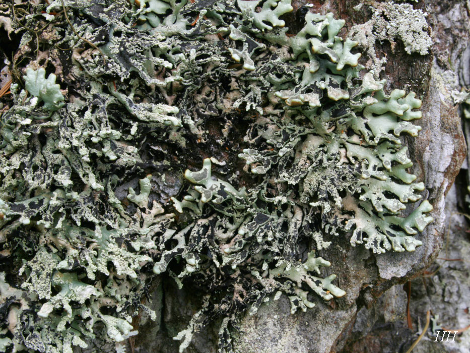 地衣類標本（きぶのり、ヤマヒコノリ） 地衣類標本（きぶのり、ヤマヒコノリ）