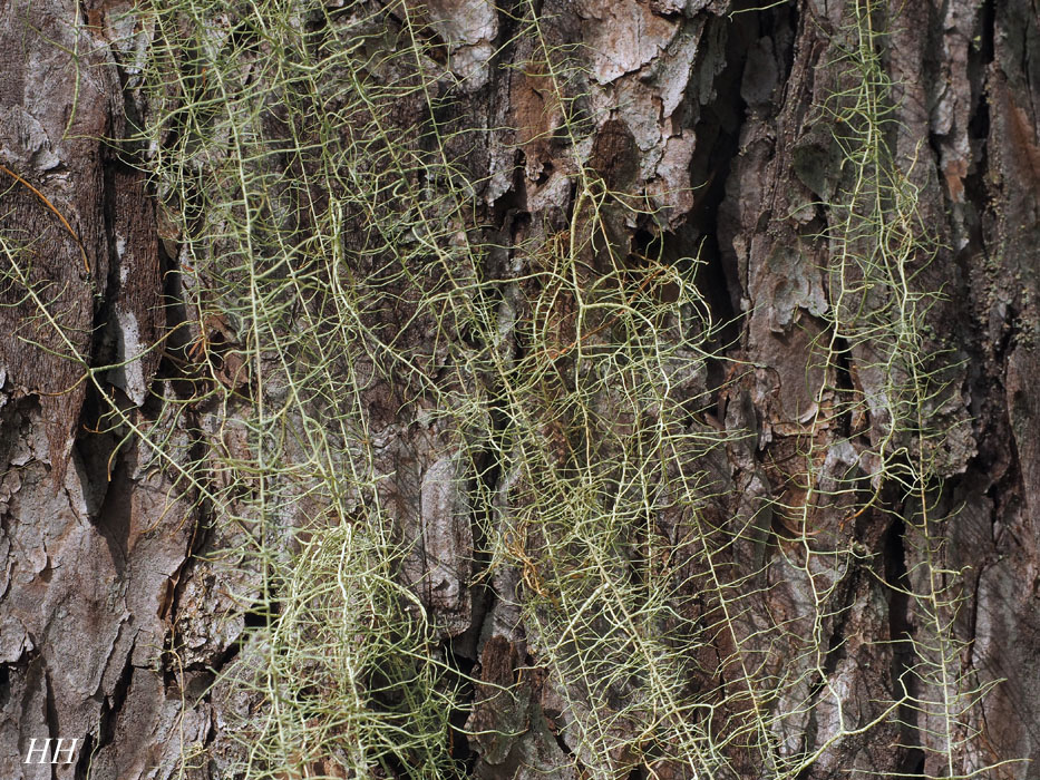 日本の地衣類：亜高山帯（生育基物と形から）