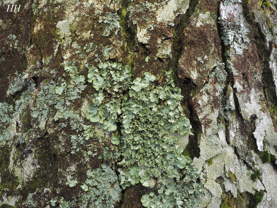 Cetrelia japonica チヂレトコブシゴケ