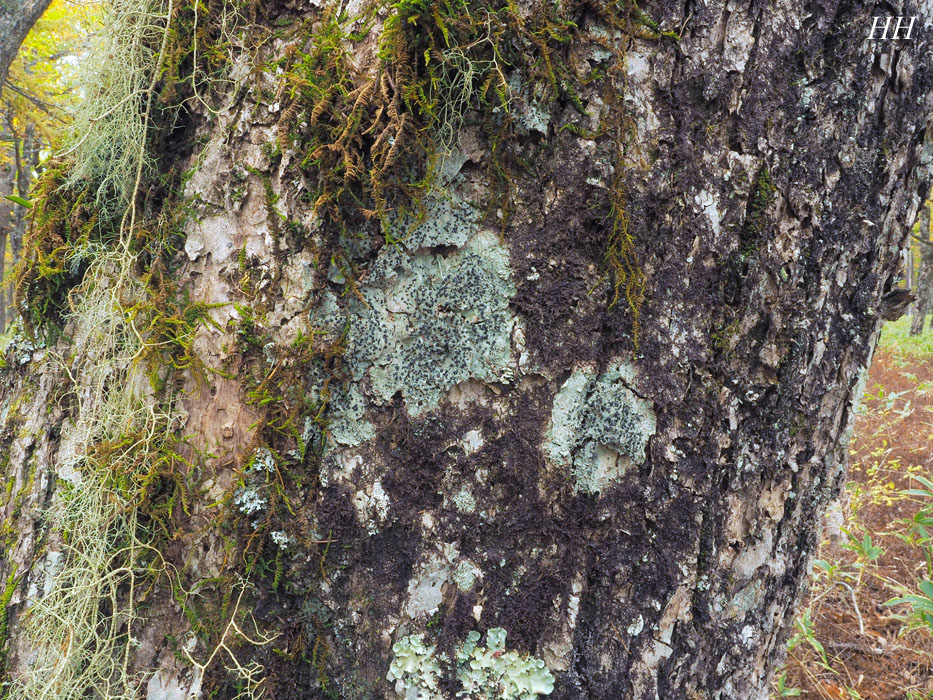 Megalospora tuberculosa オオコゲボシゴケ