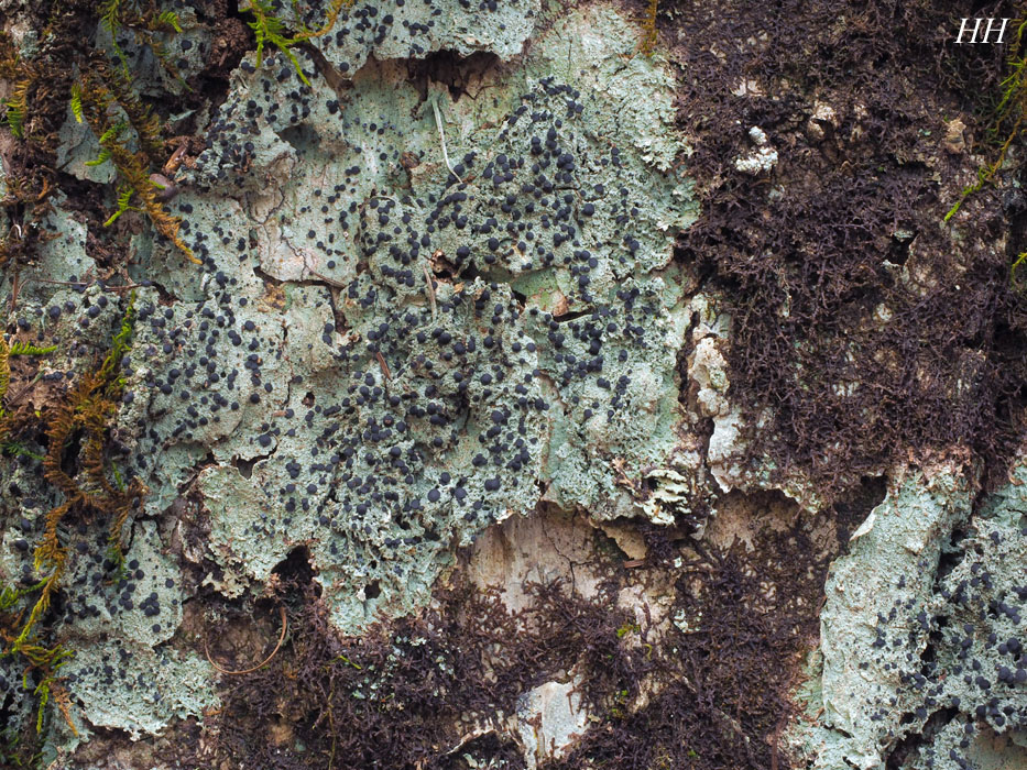 サワグルミ樹皮　ひご100本➕おまけ Megalospora tuberculosa オオコゲボシゴケ