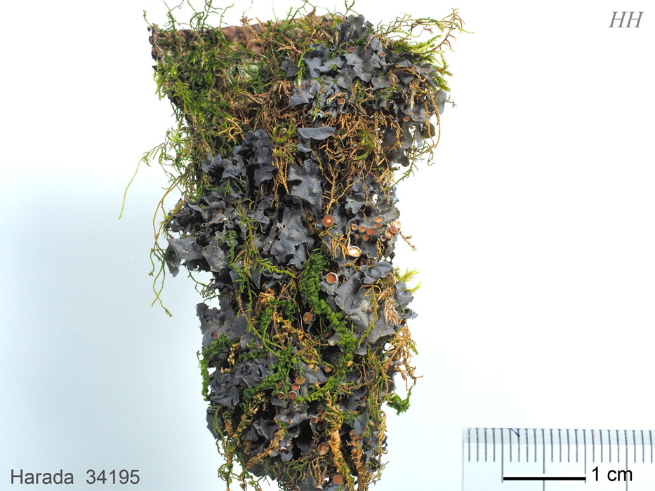 Leptogium azureum アオキノリ