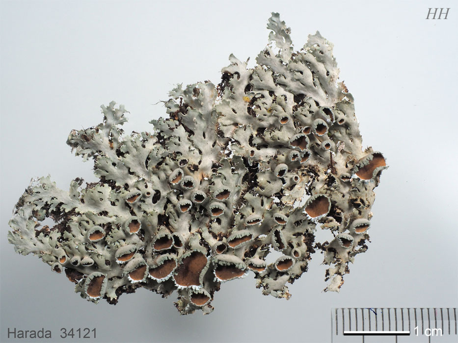 Heterodermia hypoleuca ウラジロゲジゲジゴケ