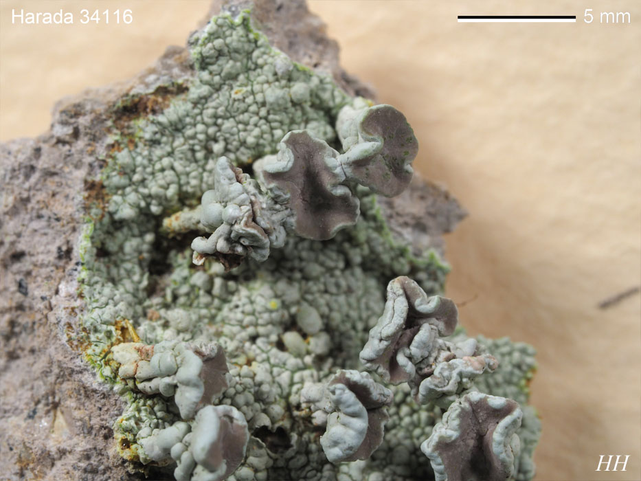 NIES collection MICROBIAL CULTURE COLLECTION | National