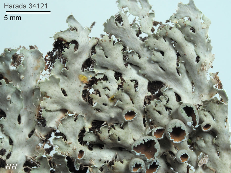 Heterodermia hypoleuca ウラジロゲジゲジゴケ