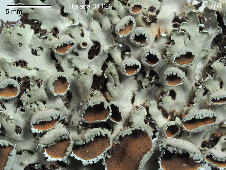 Heterodermia hypoleuca ウラジロゲジゲジゴケ