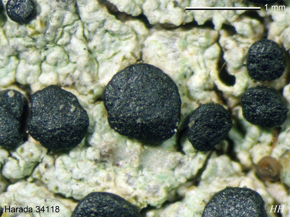 Megalospora atrorubicans subsp. sendaiensis コゲボシゴケ