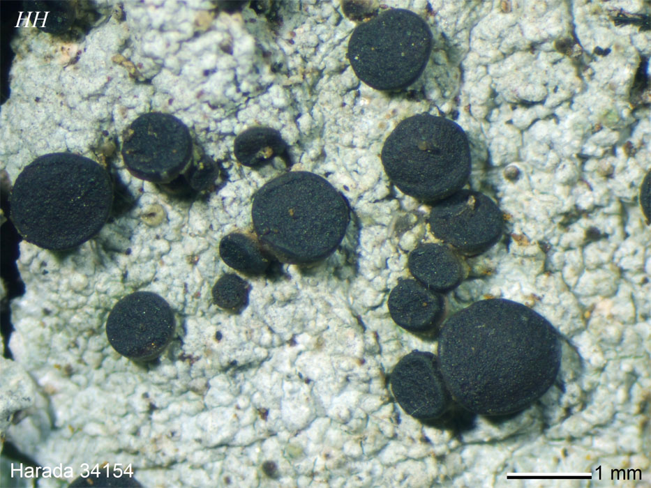 サワグルミ樹皮　ひご100本➕おまけ Megalospora tuberculosa オオコゲボシゴケ
