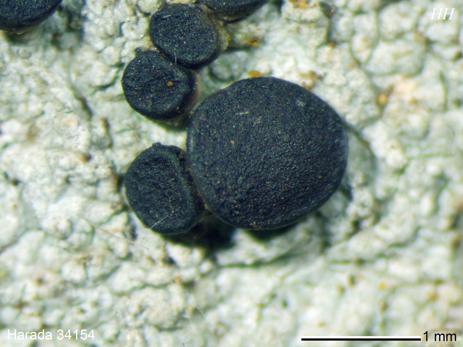 Megalospora tuberculosa オオコゲボシゴケ