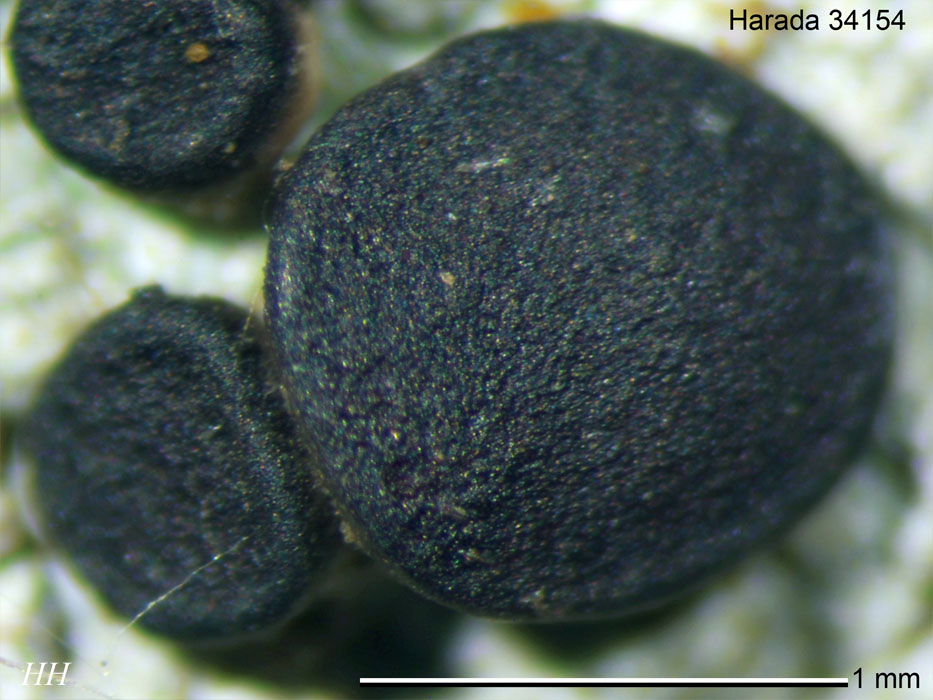 サワグルミ樹皮　ひご100本➕おまけ Megalospora tuberculosa オオコゲボシゴケ