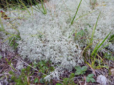 cladonia