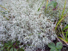 cladonia