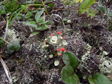 cladonia