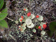 cladonia