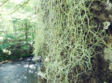 usnea