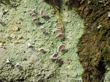 pseudobaeomyces