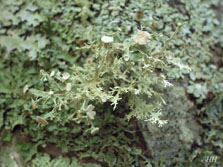 ramalina