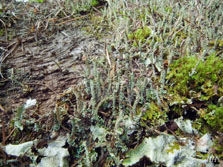 cladonia