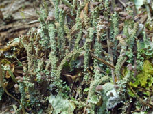 cladonia