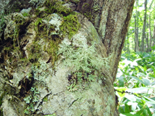 ramalina