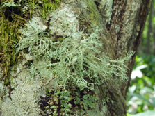 ramalina