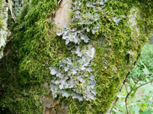 peltigera