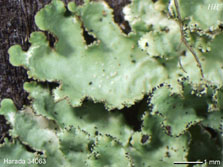 ph