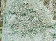 lecanora