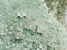 lecanora