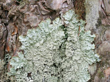 hypogymnia