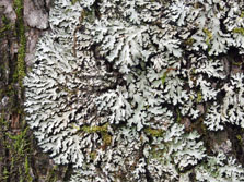 phaeophyscia