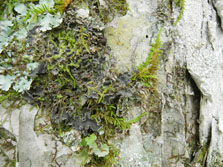 peltigera