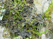 peltigera