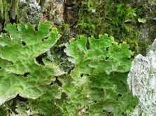 lobaria