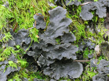 peltigera