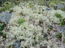 cladonia