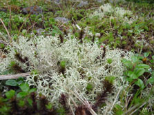 cladonia