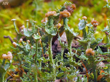 cladonia