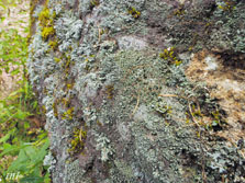 cladonia