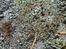 cladonia