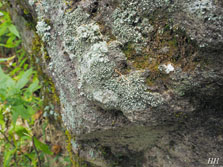 cladonia