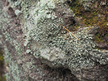 cladonia