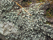 cladonia