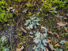 cladonia