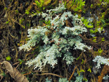 cladonia