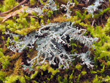 cladonia