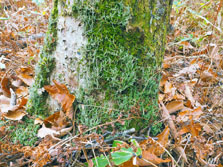 cladonia