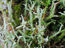 cladonia