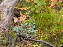 cladonia