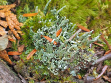 cladonia